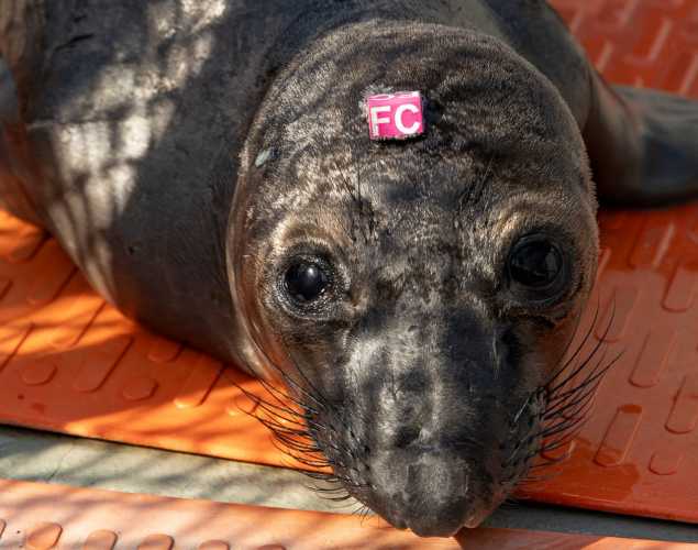 elephant seal gateway