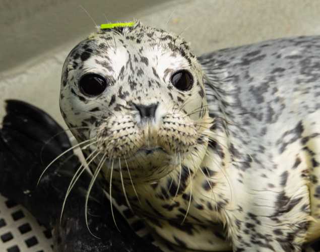 harbor seal Abril