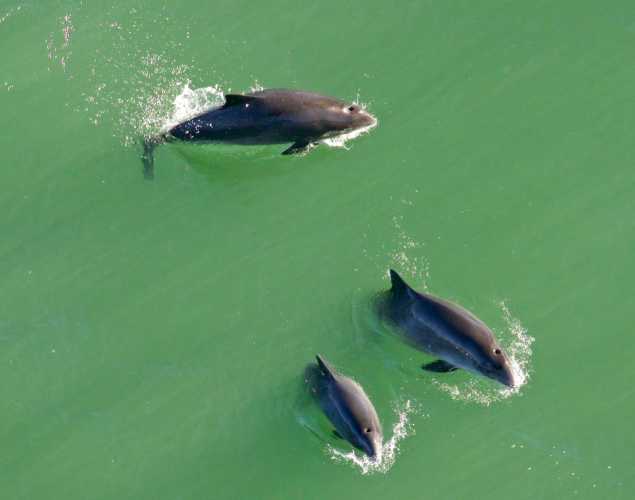 three harbor porpoises seen from above