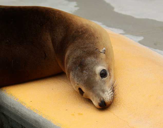 California sea lion Lauretta