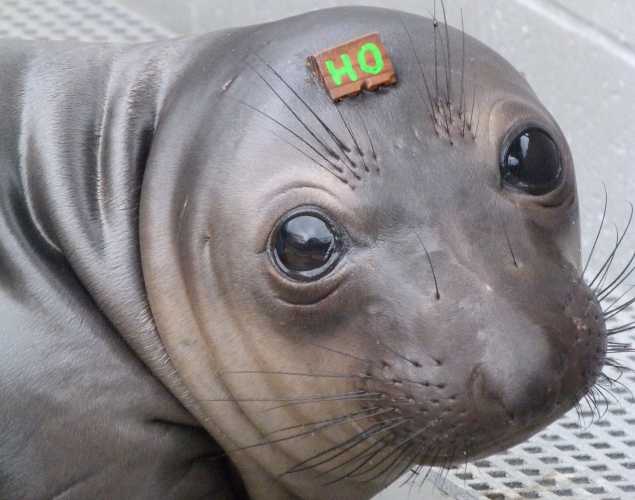 northern elephant seal Oranna