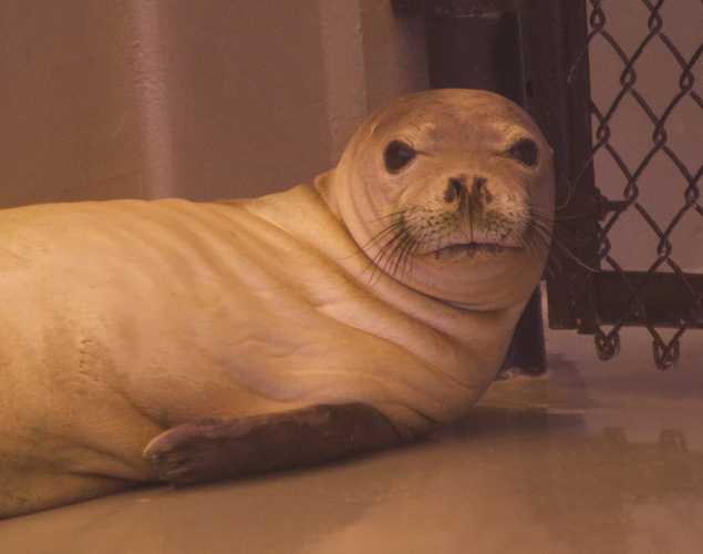 Hawaiian monk seal RP92