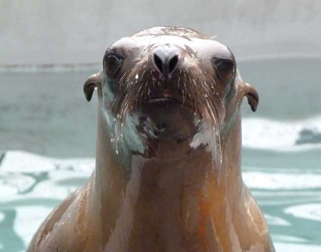 California sea lion Ellis