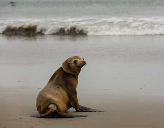 Pinger being released back to the wild