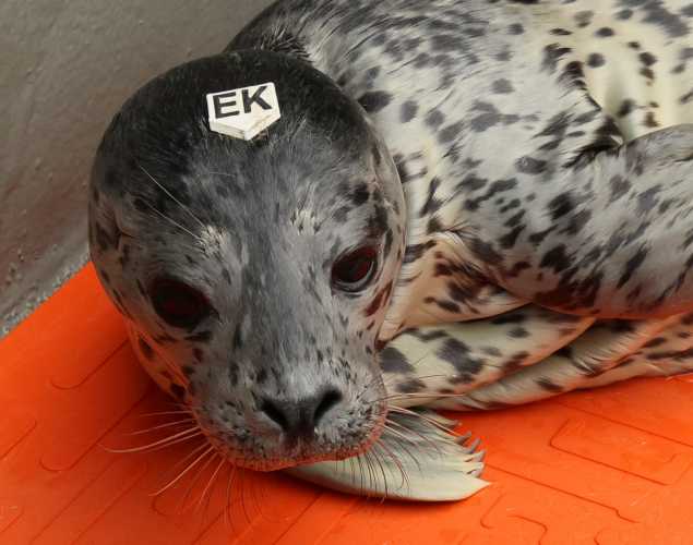 harbor seal Pannacotta