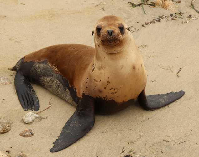 California sea lion Yaku