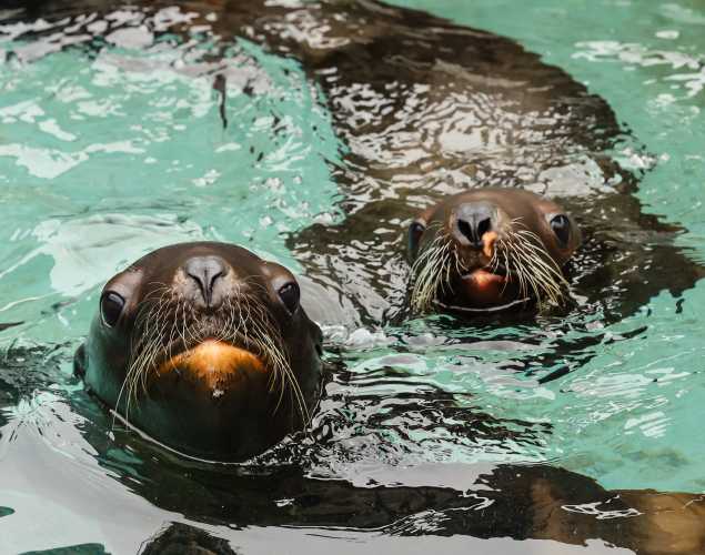 Steller sea lion pups Colby and Ersa