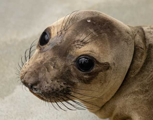 northern elephant seal Hightide