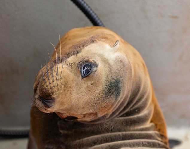 California sea lion Avido