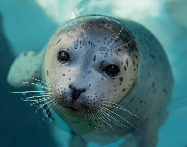 harbor seal Kizmit