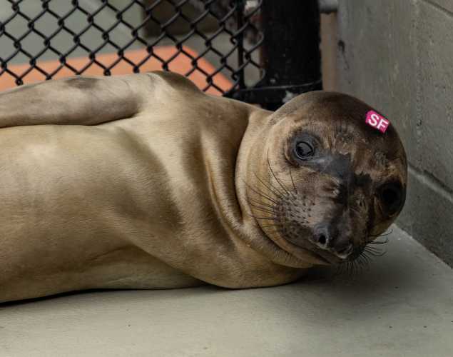 elephant seal pup
