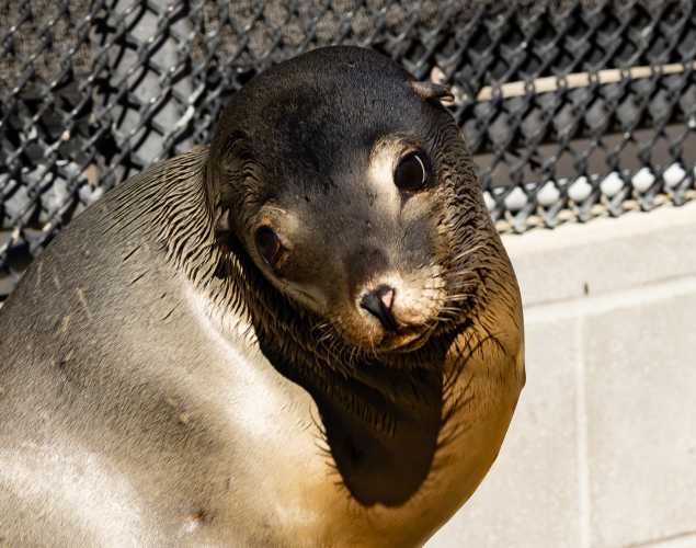 California sea lion Graniteboy