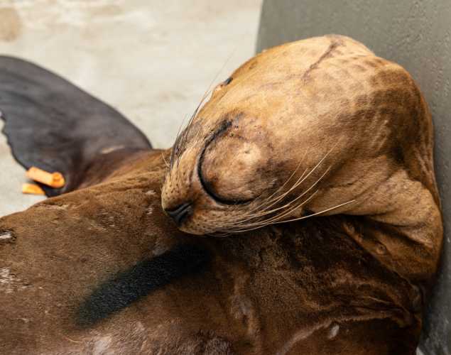 marsala california sea lion