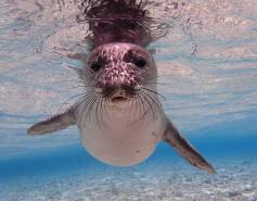 Hawaiian monk seal underwater