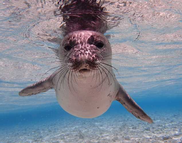 Hawaiian monk seal underwater