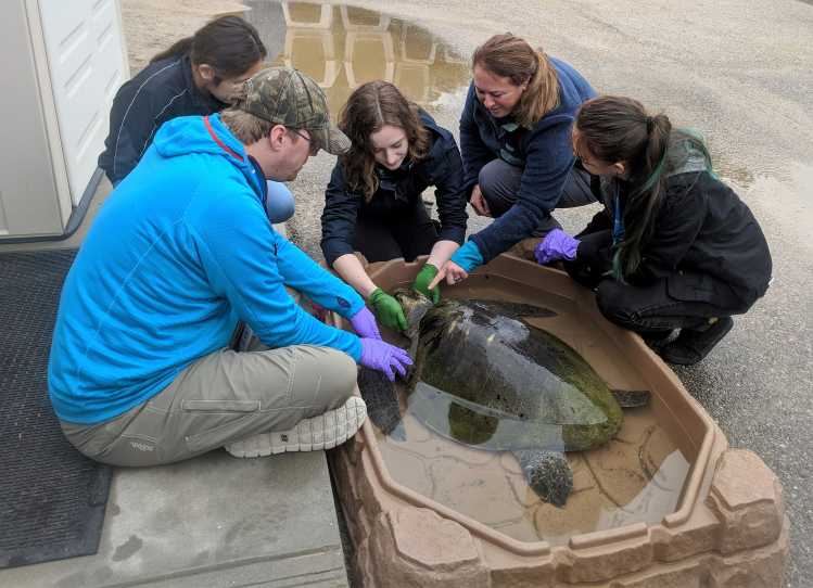 Five scientists examine a rehabilitating sea turtle in a pool.