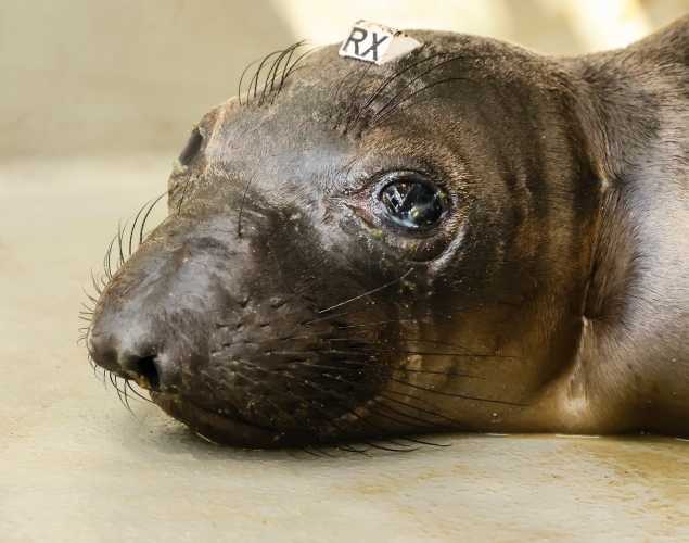 northern elephant seal Polaris