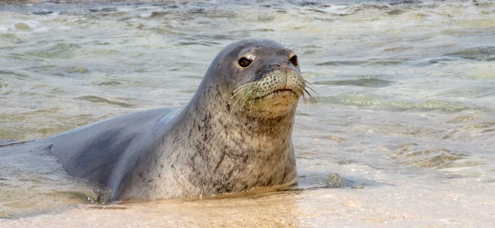 Two Hawaiian monk seals on the beach