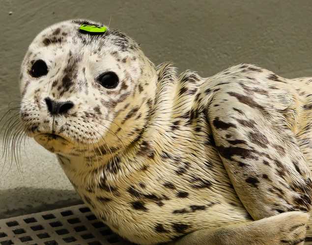 harbor seal Brie