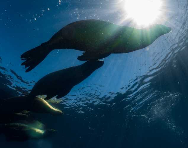 California sea lions swimming