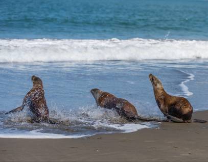 trio of California sea lions returning to the wild