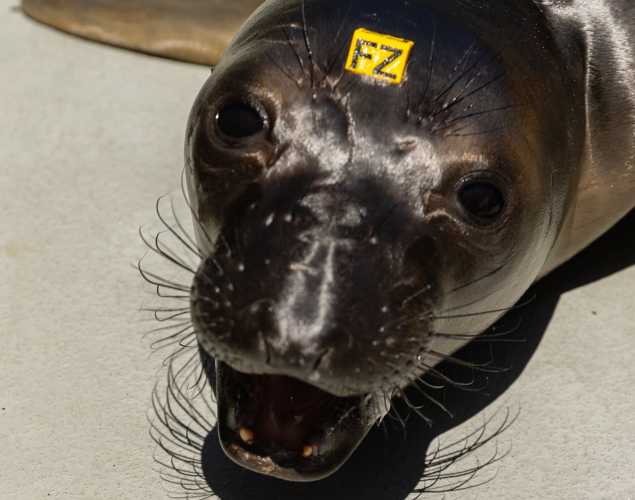 northern elephant seal Deggy