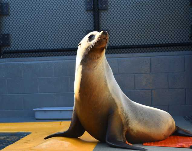 California sea lion patient Bluegrass