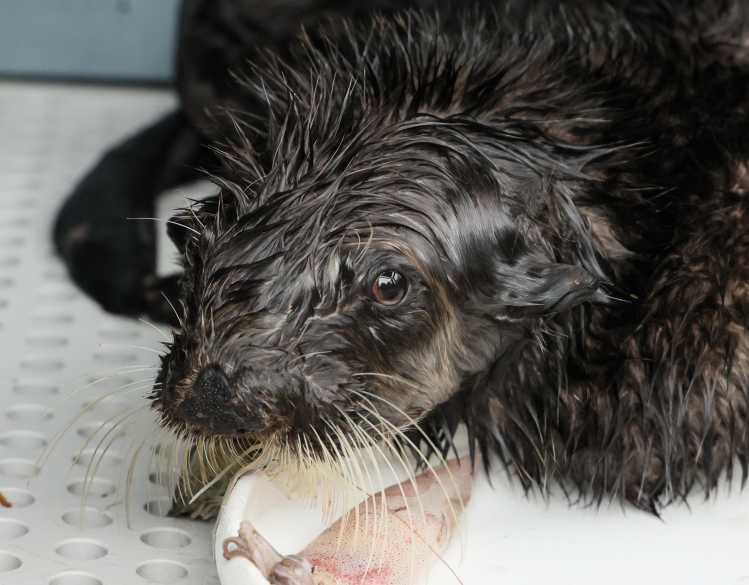 A threatened southern sea otter with wet fur lies in a rehabilitation housing area with a squid meal.