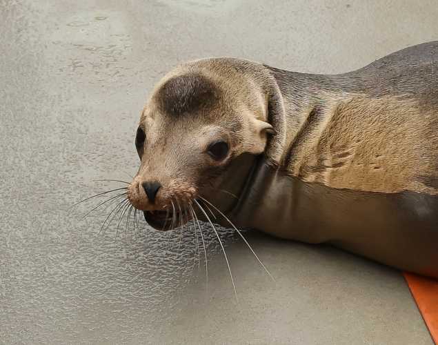 California sea lion Shirobara