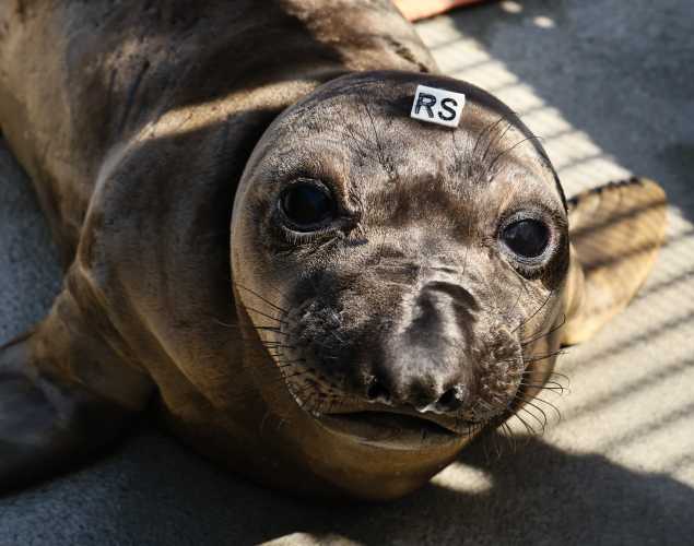 northern elephant seal Chloe
