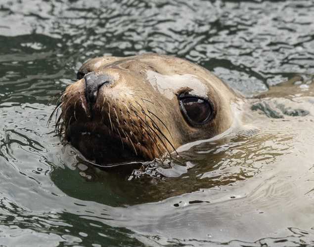 California sea lion Tanker