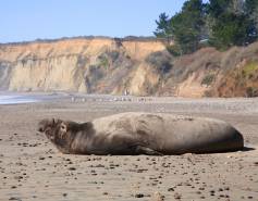 large northern elephant seal on a beach