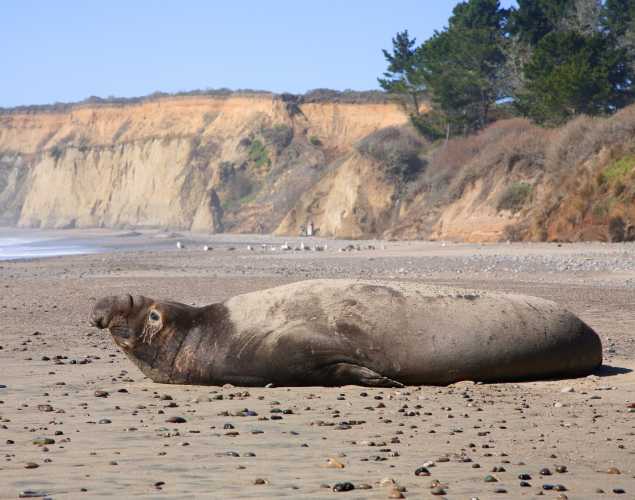 An elephant seal bull looks toward the ocean from a beach. 