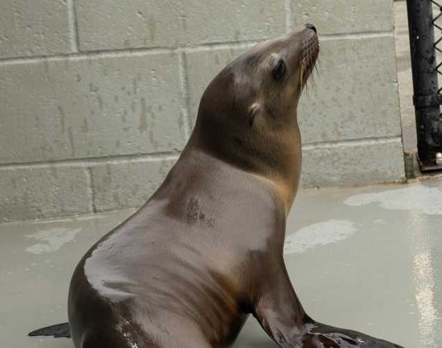 California sea lion