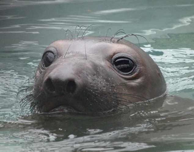 northern elephant seal Annarose