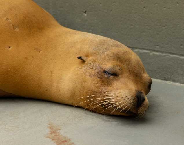 California sea lion Manuela