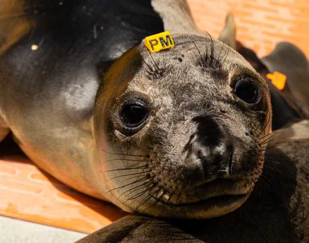 northern elephant seal Figuero