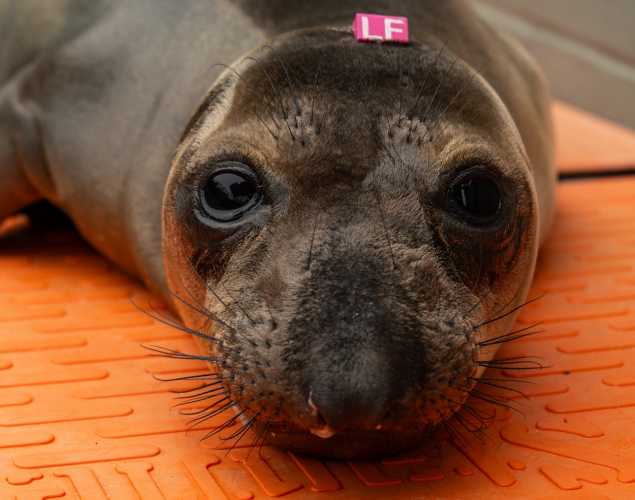 elephant seal pup