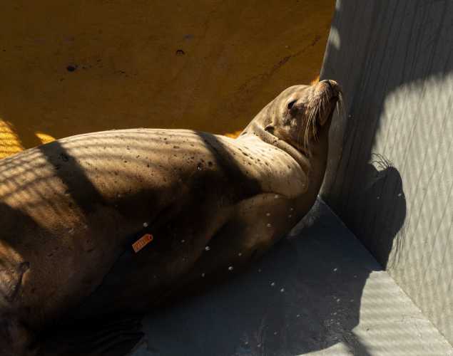 California sea lion