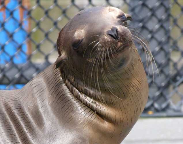 California sea lion Hyperion
