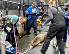 california sea lion under anethesia surrounded by medical staff