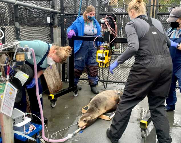 california sea lion under anethesia surrounded by medical staff