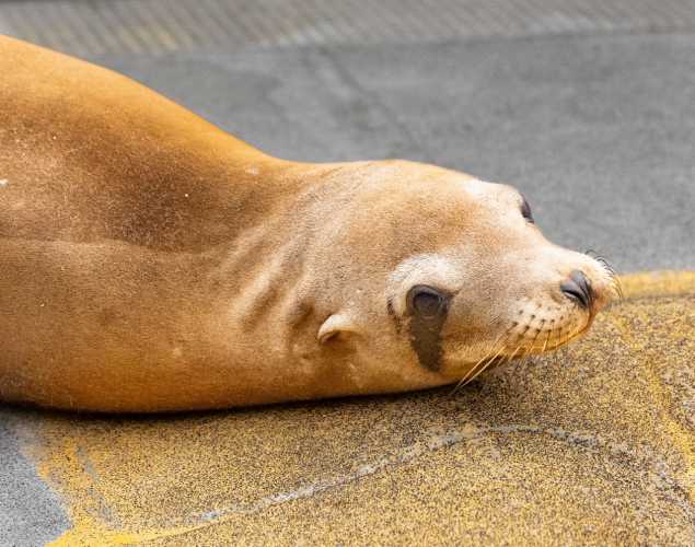 california sea lion baywood