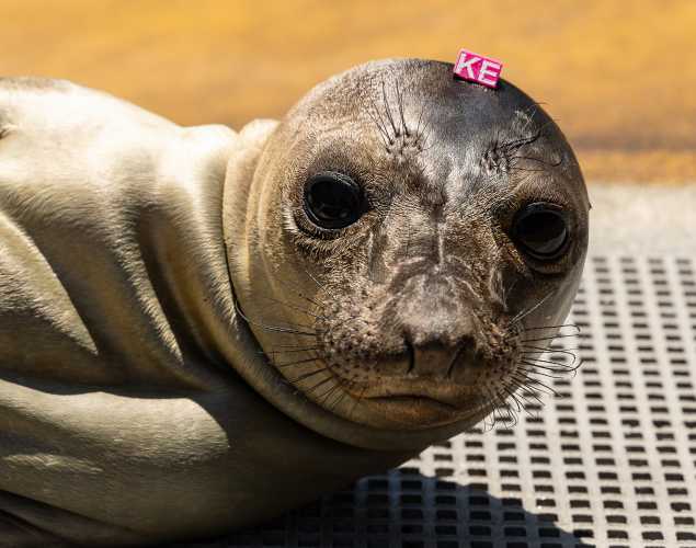 northern elephant seal Eppie