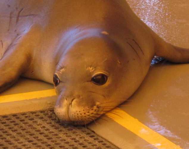 Hawaiian monk seal DQ10