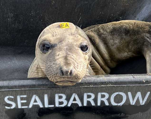 northern elephant seal Waves