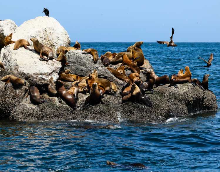 A group of California sea lions rest closely packed together on rocks in the ocean.