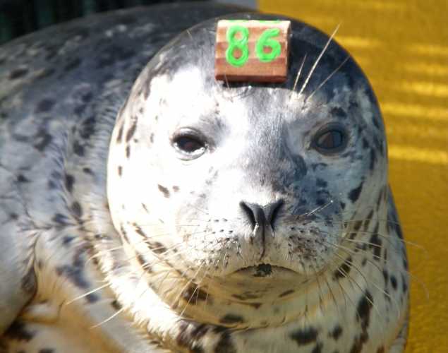 harbor seal Kimmie