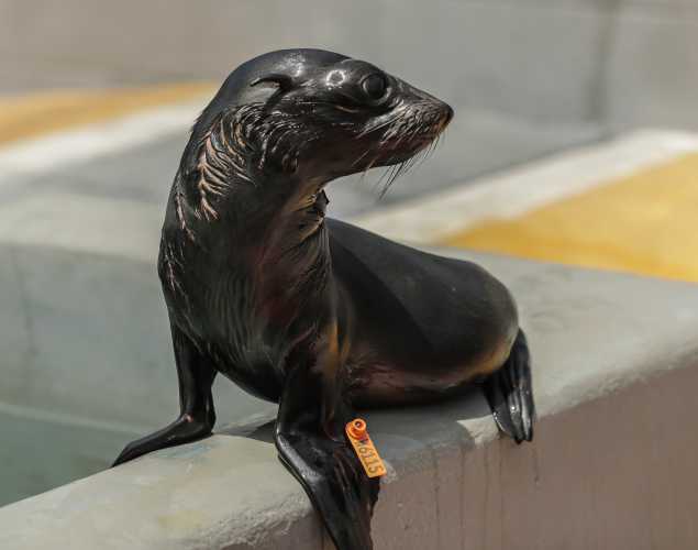 Guadalupe fur seal Pippin