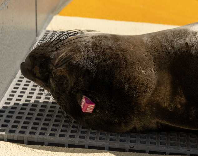 northern elephant seal Merle